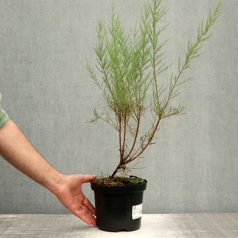 Exemplar von Tamarix ramosissima Rubra - Sommertamariske Topf mit 3L/4L wie im Sommer geliefert