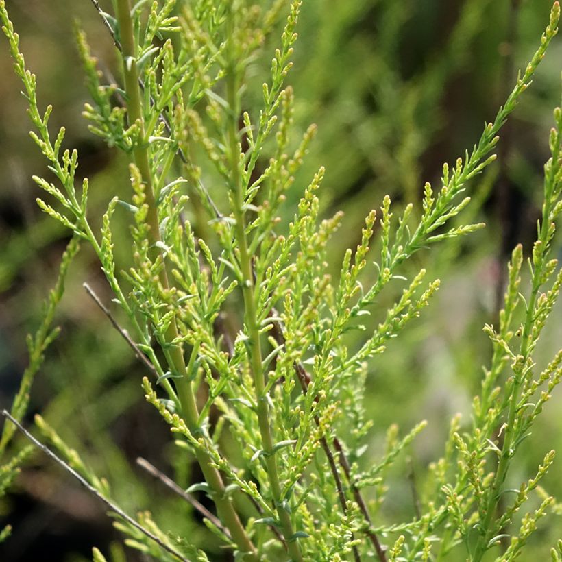 Tamarix ramosissima Rubra - Sommertamariske (Laub)