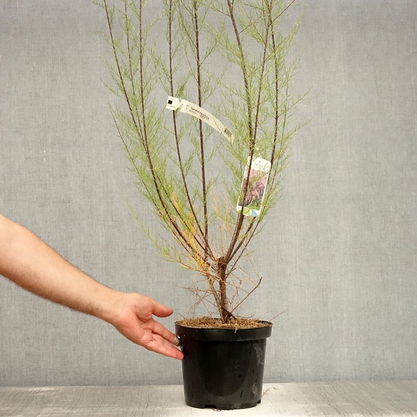 Exemplar von Tamarix parviflora - Kleinblütige Tamariske Topf mit 3L/4L wie im Sommer geliefert