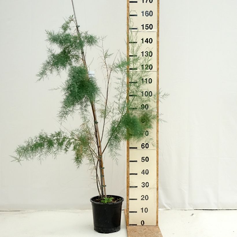 Exemplar von Tamarix ramosissima Pink Cascade - Sommertamariske Topf mit 7,5L/10L wie im Sommer geliefert