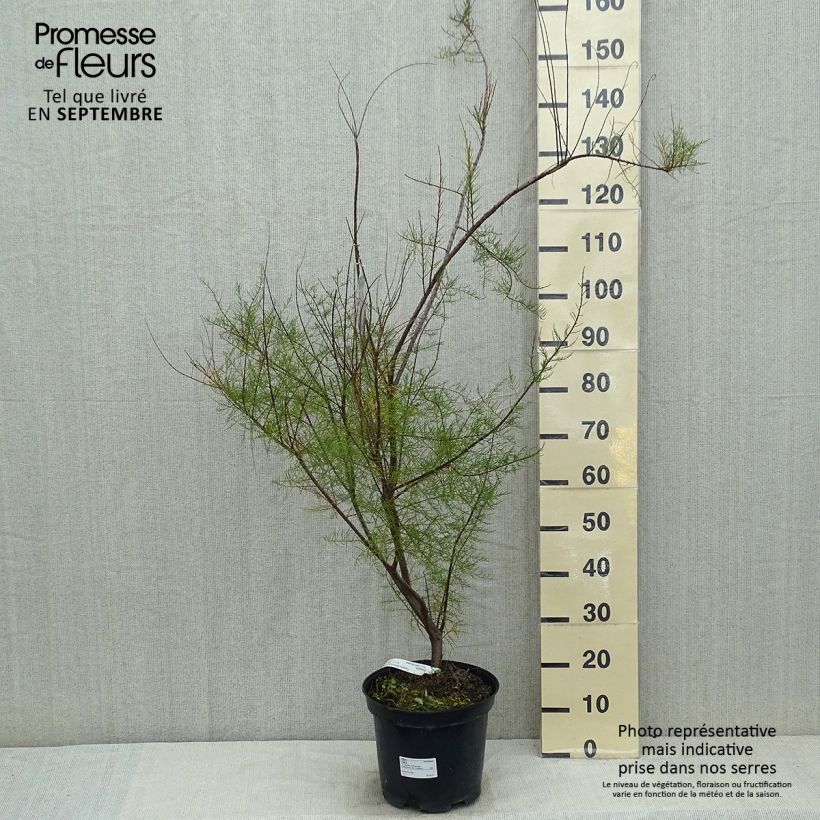 Exemplar von Tamarix tetrandra - Viermännige Tamariske Topf mit 7,5L/10L wie im Sommer geliefert