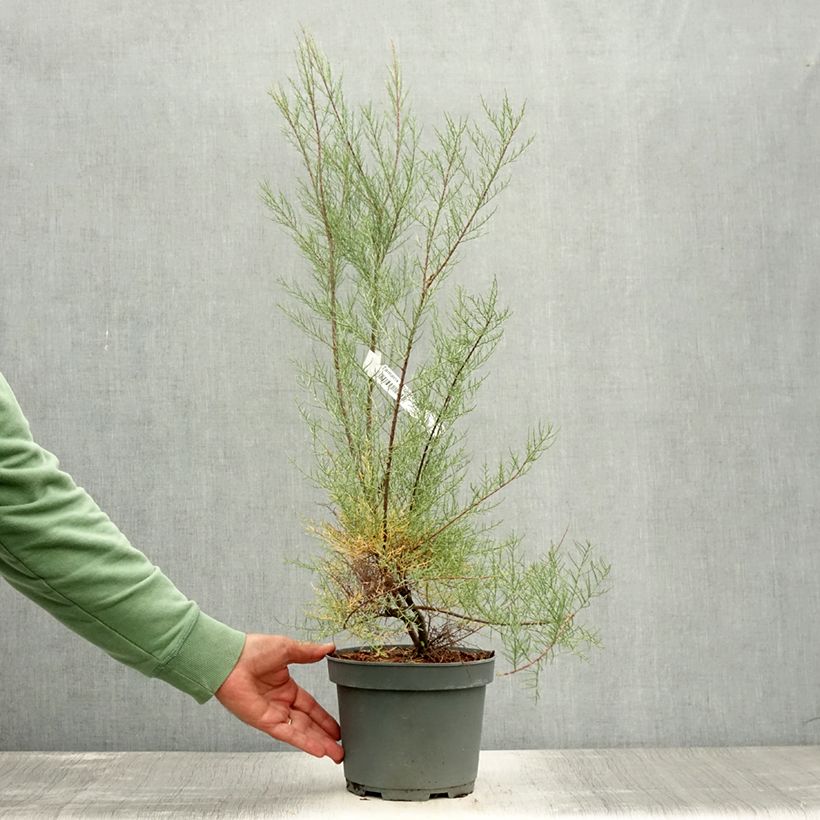 Exemplar von Tamarix tetrandra - Viermännige Tamariske Topf mit 3L/4L wie im Sommer geliefert