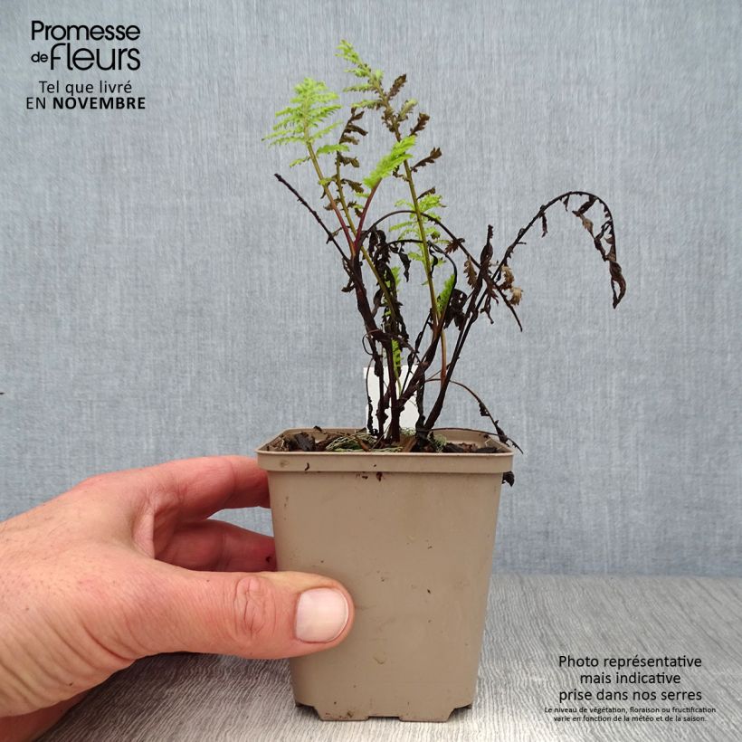 Exemplar von Rainfarn Isla Gold - Tanacetum vulgare Kleine Töpfe von 8/9 cm wie im Herbst geliefert