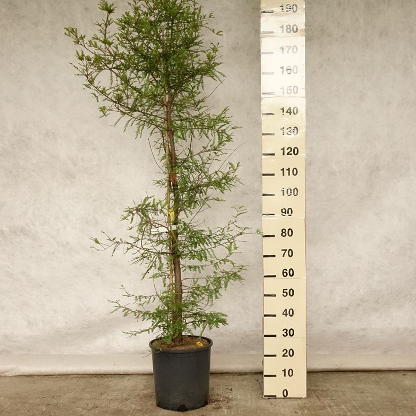 Exemplar von Taxodium distichum - Sumpfzypresse Topf mit 12L/15L wie im Sommer geliefert