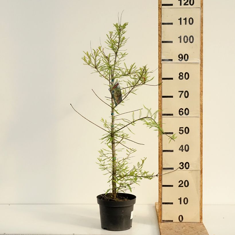 Exemplar von Taxodium distichum - Sumpfzypresse Topf mit 3L/4L wie im Sommer geliefert