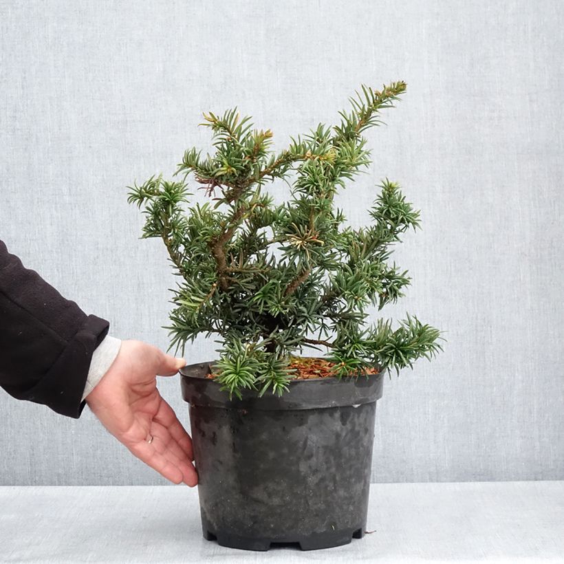 Exemplar von Taxus baccata Cristata - Eibe Topf mit 4L/5LGelieferte Höhe ca. 20/30cm wie im Frühjahr geliefert