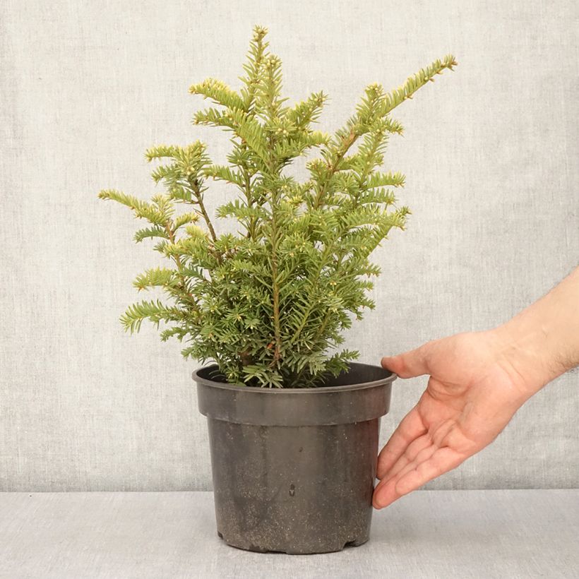 Exemplar von Taxus baccata Elegantissima - Eibe Topf mit 3L/4LGelieferte Höhe ca. 30/40cm wie im Frühjahr geliefert