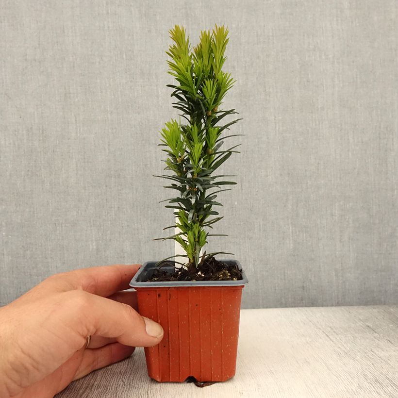 Exemplar von Eibe Fastigiata Robusta - Taxus baccata Kleine Töpfe von 8/9 cm wie im Frühjahr geliefert