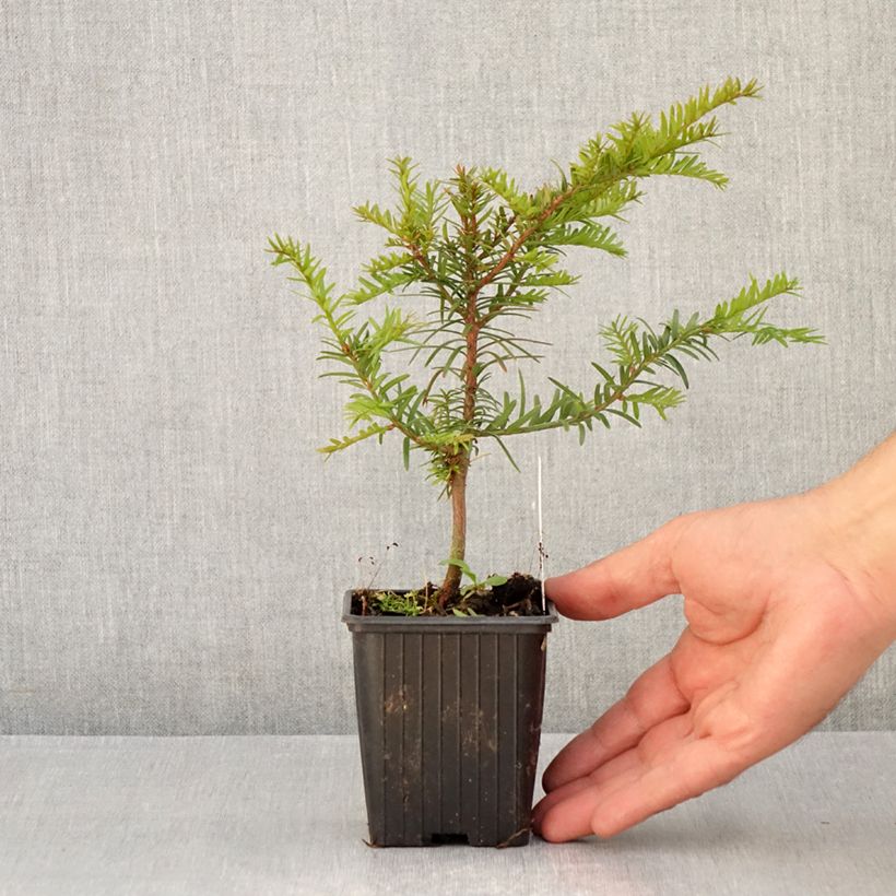 Exemplar von Eibe - Taxus baccata Kleine Töpfe von 8/9 cm wie im Sommer geliefert