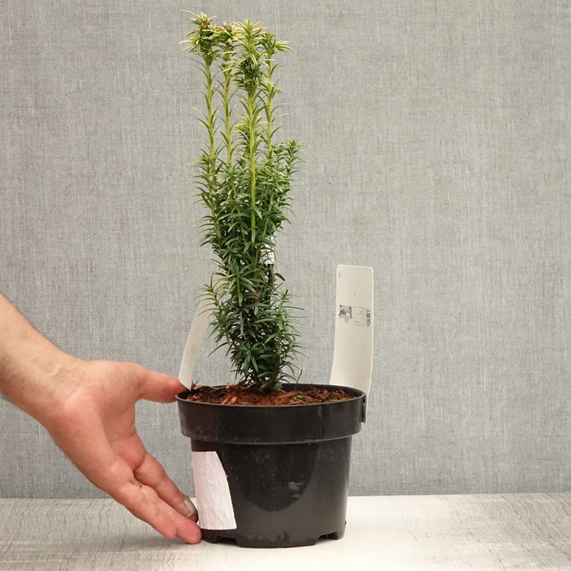 Exemplar von Eibe Ivory Tower - Taxus baccata Topf mit 2L/3LGelieferte Höhe ca. 25/30cm wie im Sommer geliefert