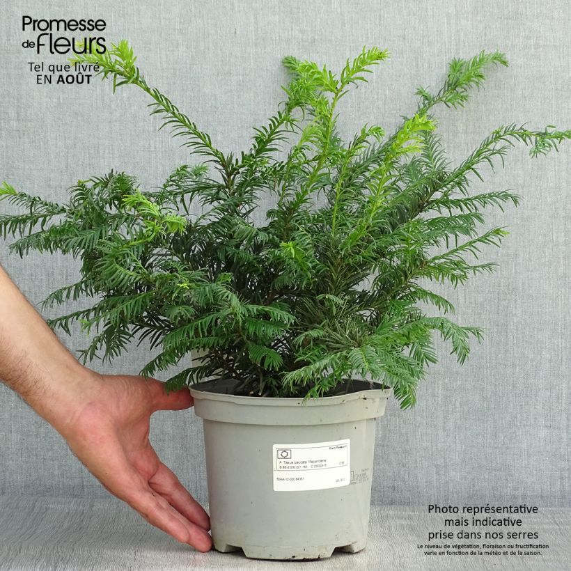 Exemplar von Eibe Repandens - Taxus baccata Topf mit 2L/3L wie im Sommer geliefert