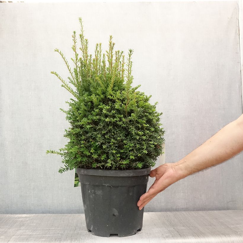Exemplar von Eibe - Taxus baccata (Kugelform) Topf mit 7,5L/10L wie im Sommer geliefert