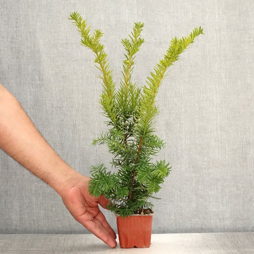 Exemplar von Becher-Eibe Densiformis - Taxus media Kleine Töpfe von 8/9 cm wie im Sommer geliefert