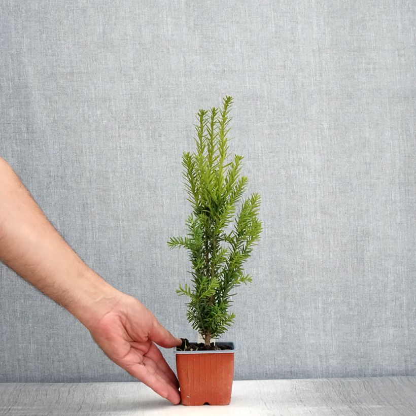 Exemplar von Becher-Eibe Hillii - Taxus media Kleine Töpfe von 8/9 cm wie im Sommer geliefert