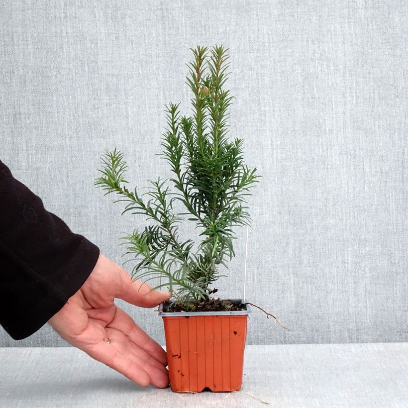 Exemplar von Becher-Eibe Groenland - Taxus media Kleine Töpfe von 8/9 cm wie im Frühjahr geliefert