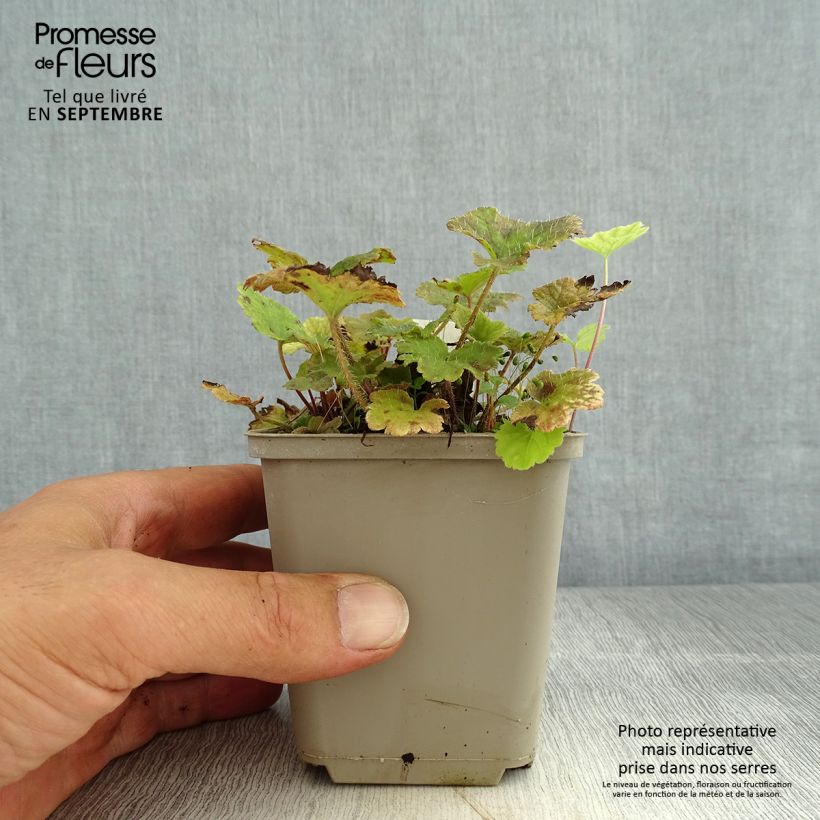 Exemplar von Tellima grandiflora Rubra - Falsche Alraunwurzel Kleine Töpfe von 8/9 cm wie im Sommer geliefert