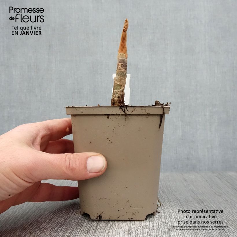 Exemplar von Tetrapanax papyrifera Rex - Reispapierbaum Topf 10 cm/11cm wie im Winter geliefert
