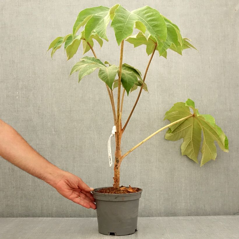 Exemplar von Tetrapanax papyrifera Rex - Reispapierbaum Topf mit 3L/4L wie im Sommer geliefert