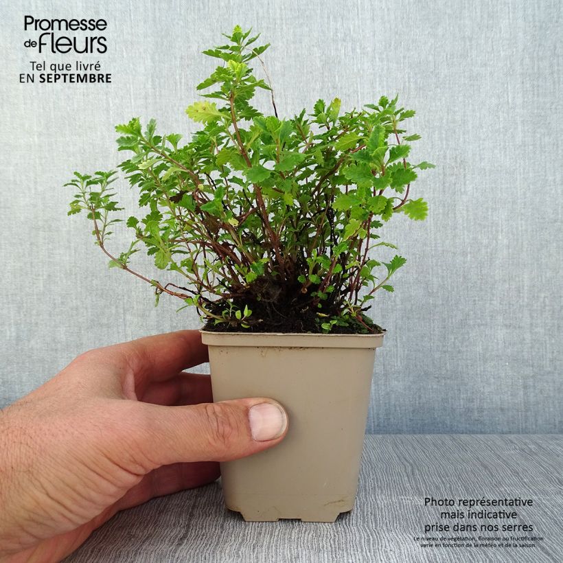 Exemplar von Teucrium chamaedrys Wild Form - Gemeiner Gamander Kleine Töpfe von 8/9 cm wie im Sommer geliefert