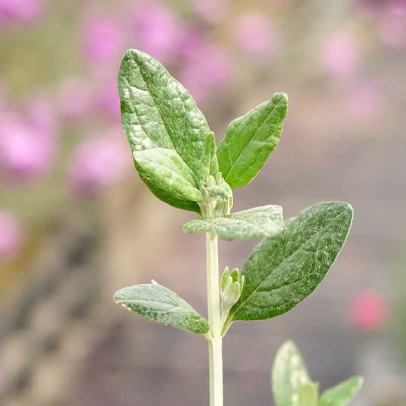 Teucrium fruticans Selection Erecta - Strauchiger Gamander (Laub)