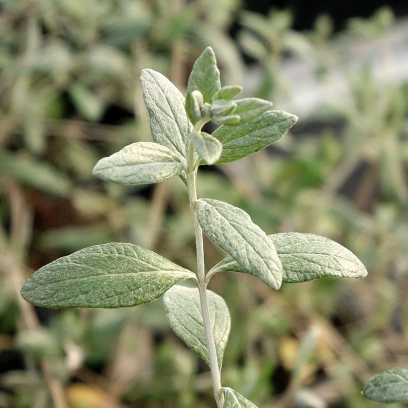 Teucrium fruticans Selection Erecta - Strauchiger Gamander (Laub)