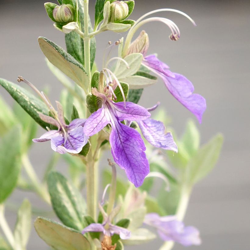 Teucrium fruticans Selection Erecta - Strauchiger Gamander (Blüte)