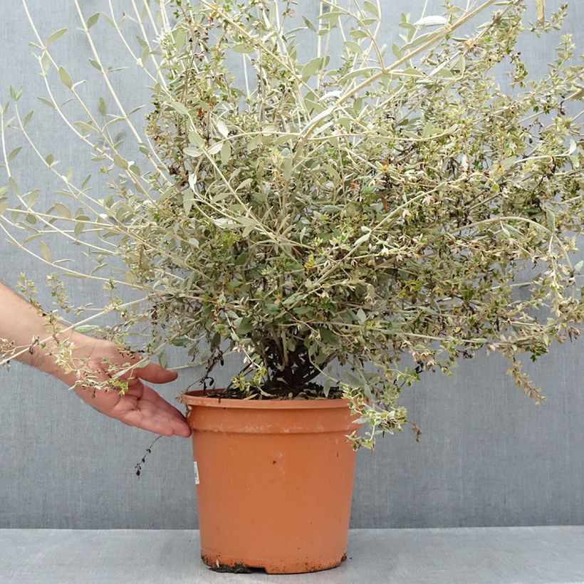 Exemplar von Teucrium fruticans Selection Erecta - Strauchiger Gamander Topf mit 7,5L/10L wie im Sommer geliefert