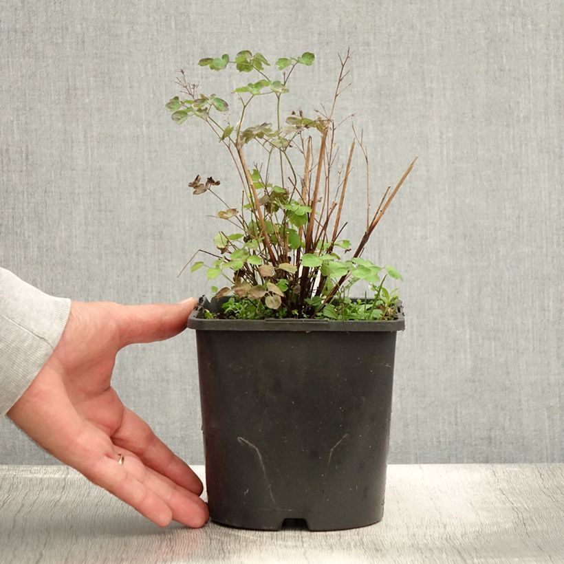 Exemplar von Thalictrum aquilegifolium Thundercloud - Akeleiblättrige Wiesenraute Topf mit 2L/3L wie im Sommer geliefert