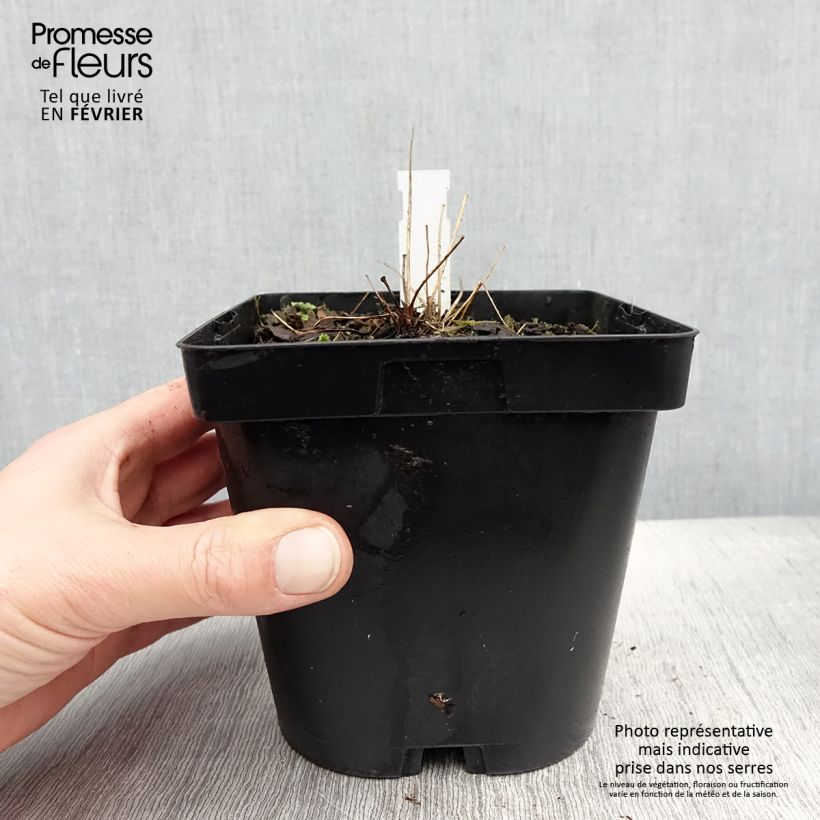Exemplar von Thalictrum delavayi Album - Delavays Wiesenraute Topf mit 2L/3L wie im Winter geliefert