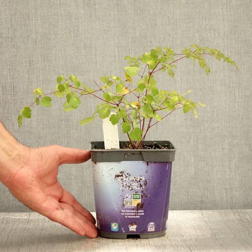 Exemplar von Thalictrum delavayi - Delavays Wiesenraute Topf mit 2L/3L wie im Herbst geliefert