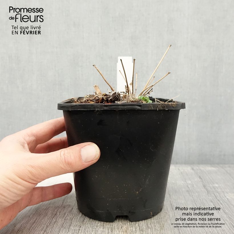 Exemplar von Thalictrum delavayi - Delavays Wiesenraute Topf mit 2L/3L wie im Winter geliefert