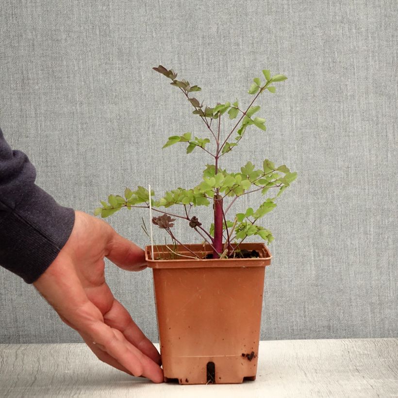 Exemplar von Thalictrum Elin - Wiesenraute Topf mit 1L/1,5L wie im Sommer geliefert