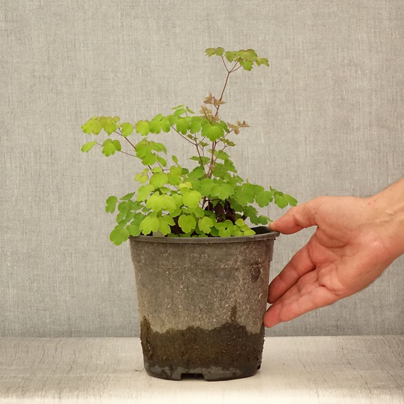 Exemplar von Thalictrum rochebrunianum - Prächtige Wiesenraute Topf mit 2L/3L wie im Sommer geliefert
