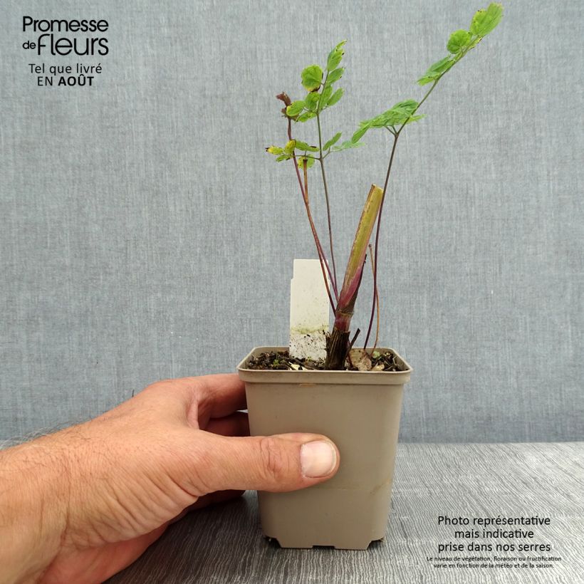 Exemplar von Thalictrum sphaerostachyum - Wiesenraute Kleine Töpfe von 8/9 cm wie im Sommer geliefert