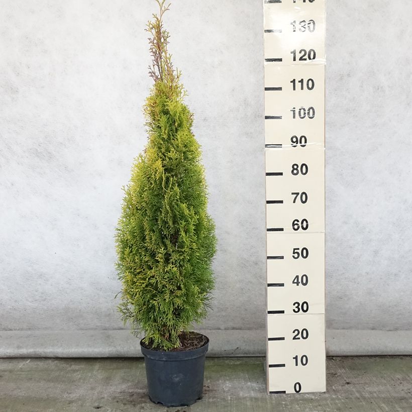 Exemplar von Thuja occidentalis Golden Smaragd Topf mit 7,5L/10L wie im Sommer geliefert