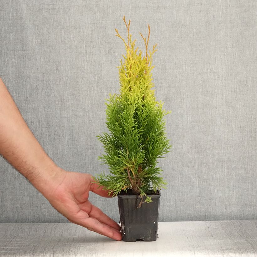Exemplar von Thuja occidentalis Golden Smaragd Kleine Töpfe von 8/9 cm wie im Sommer geliefert