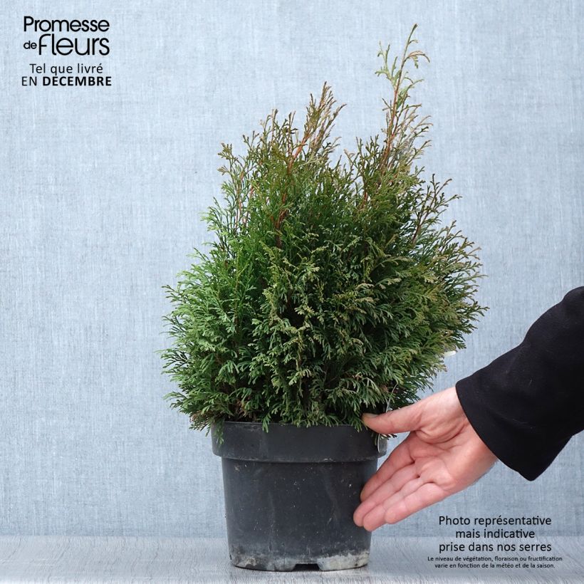 Exemplar von Thuja occidentalis Miky Topf mit 2L/3L wie im Herbst geliefert