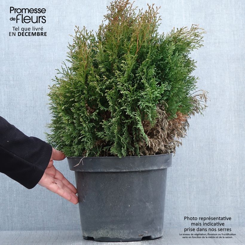 Exemplar von Thuja occidentalis Miky Topf mit 7,5L/10L wie im Herbst geliefert