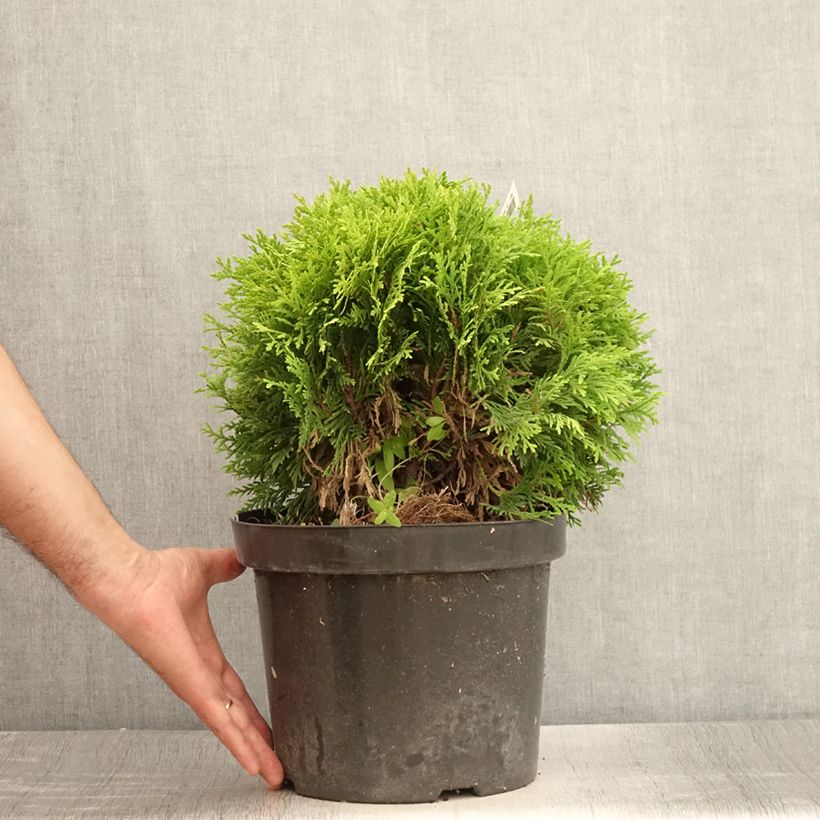 Exemplar von Thuja occidentalis Mirjam Topf mit 7,5L/10L wie im Sommer geliefert