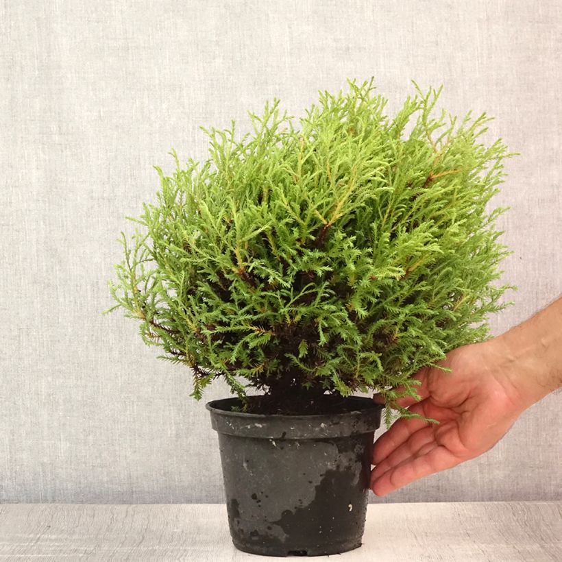 Exemplar von Thuja occidentalis Mr Bowling Ball Topf mit 2L/3L wie im Sommer geliefert