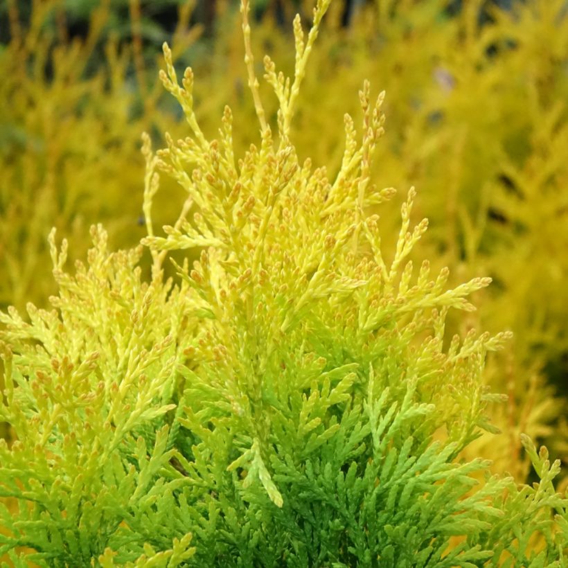 Thuja occidentalis Sunny Smaragd (Laub)