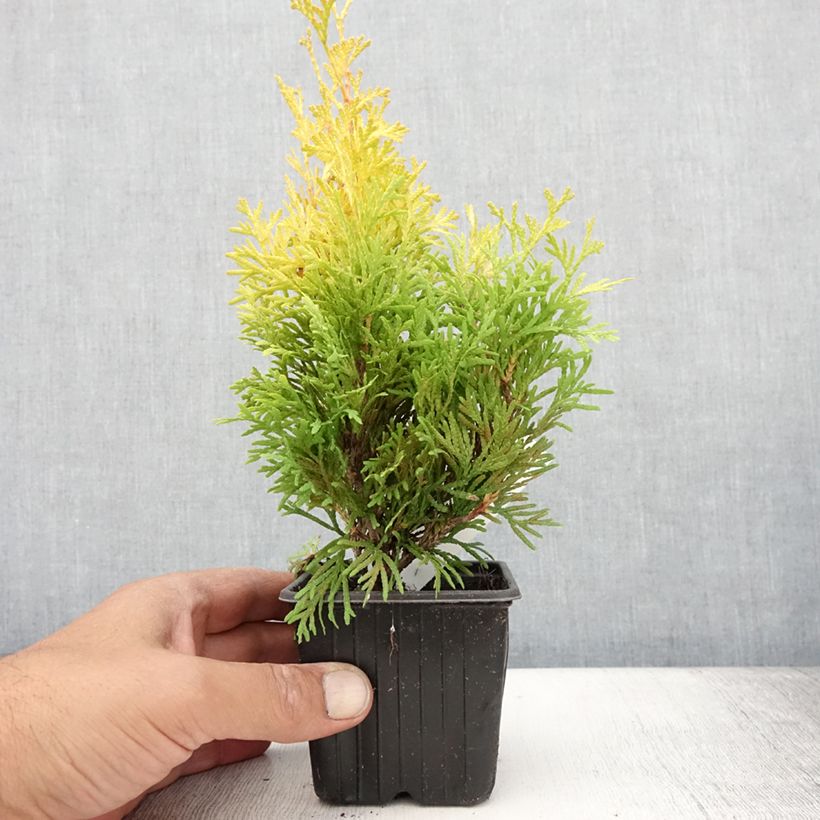 Exemplar von Thuja occidentalis Sunny Smaragd Kleine Töpfe von 8/9 cm wie im Sommer geliefert