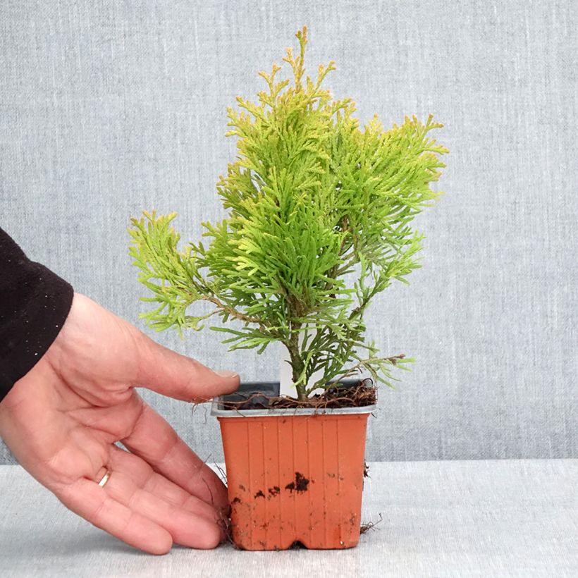 Exemplar von Thuja occidentalis Sunny Smaragd - Thuya du Canada - Godet de 8/9 cm wie im Frühjahr geliefert