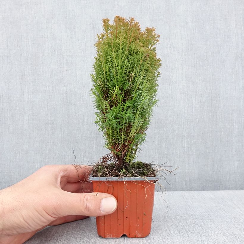 Exemplar von Thuja occidentalis Teddy - Thuya du Canada                        - Godet de 8/9 cm wie im Frühjahr geliefert