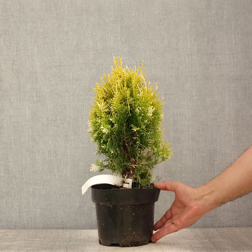 Exemplar von Thuja orientalis Fleck Topf mit 2L/3L wie im Sommer geliefert