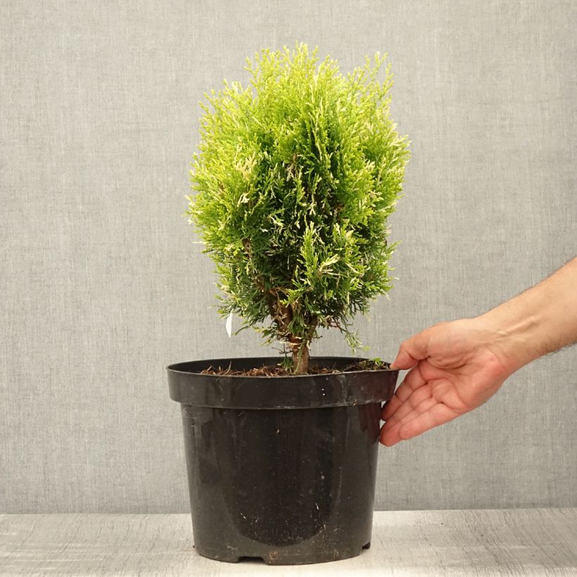Exemplar von Thuja orientalis Fleck Topf mit 7,5L/10L wie im Sommer geliefert