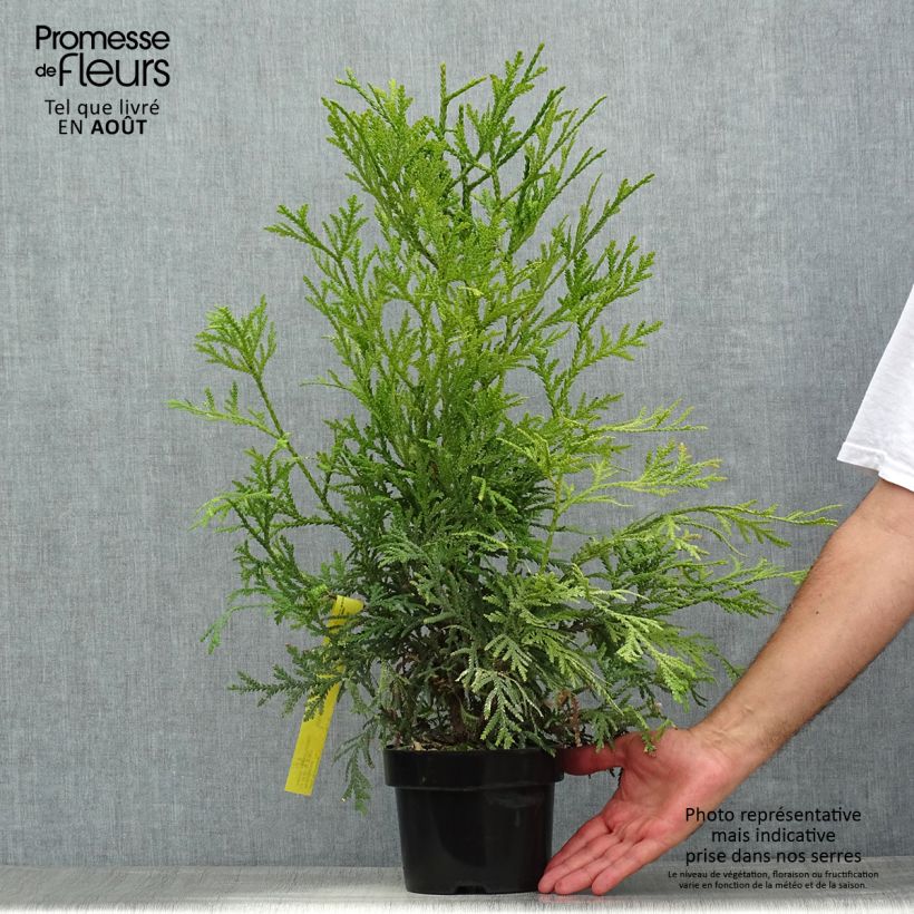 Exemplar von Thujopsis dolabrata Variegata Topf mit 2L/3L wie im Sommer geliefert