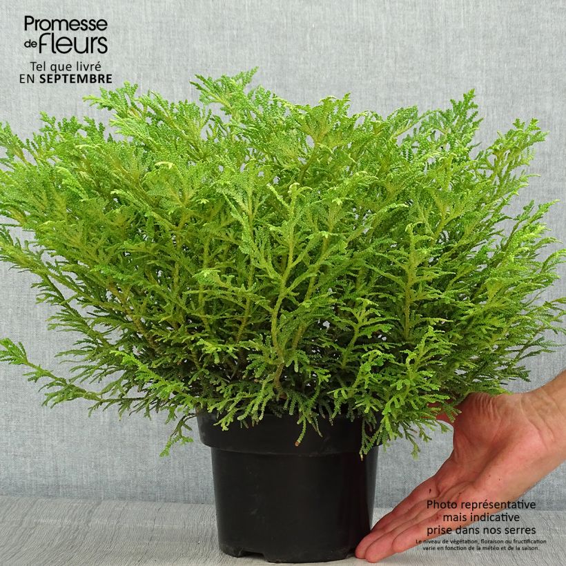 Exemplar von Thujopsis dolobrata Nana Topf mit 2L/3L wie im Sommer geliefert