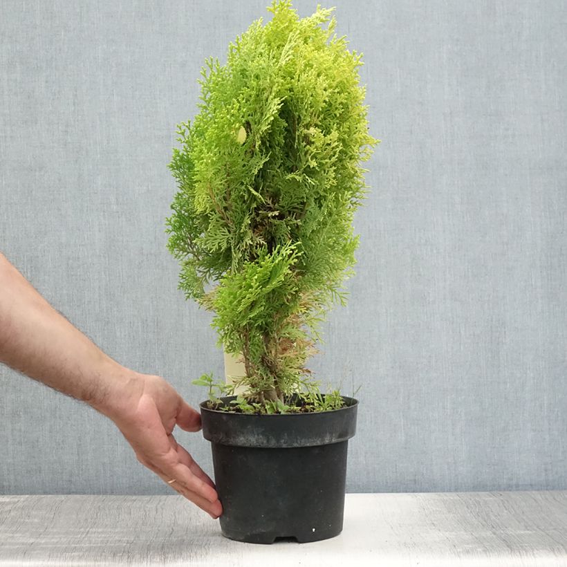 Exemplar von Platycladus orientalis Aurea Nana - Morgenländische Lebensbaum Topf mit 2L/3L wie im Sommer geliefert
