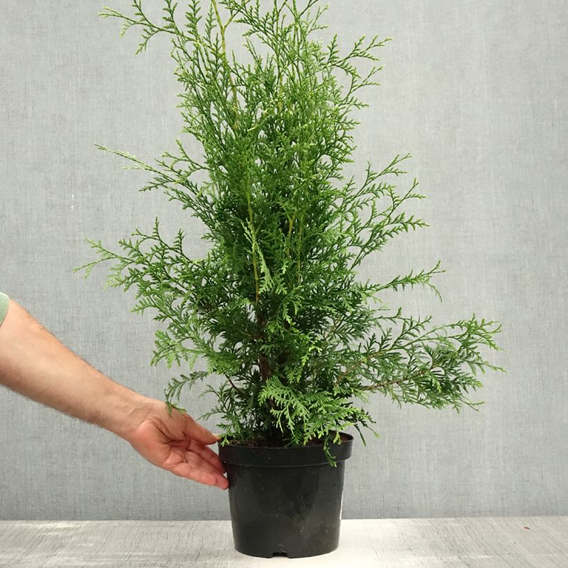 Exemplar von Thuja occidentalis Brabant Topf mit 4L/5L wie im Sommer geliefert
